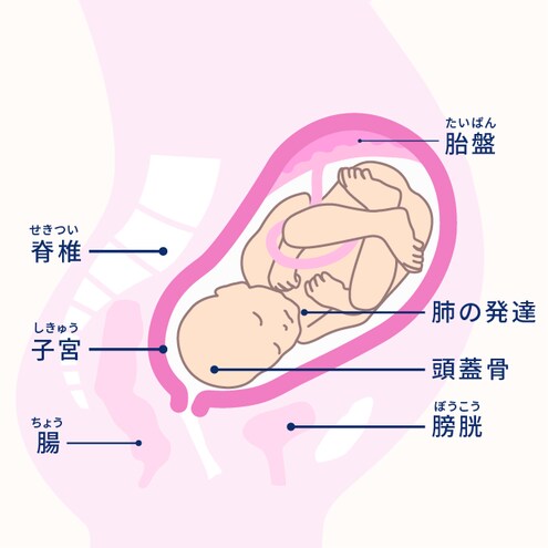 妊娠9ヶ月 32 35週 妊娠10ヶ月カレンダー エレビットの葉酸サプリは根拠がある葉酸800mg バイエル薬品